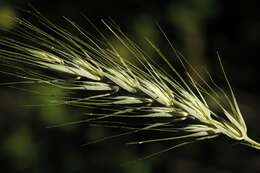 Imagem de Elymus macgregorii R. E. Brooks & J. J. N. Campb.