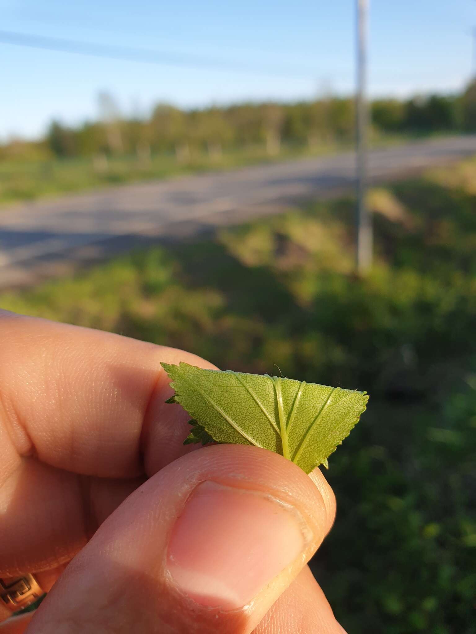 Image of Crataegus flabellata var. flabellata