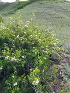 Image of Spiraea crenata L.