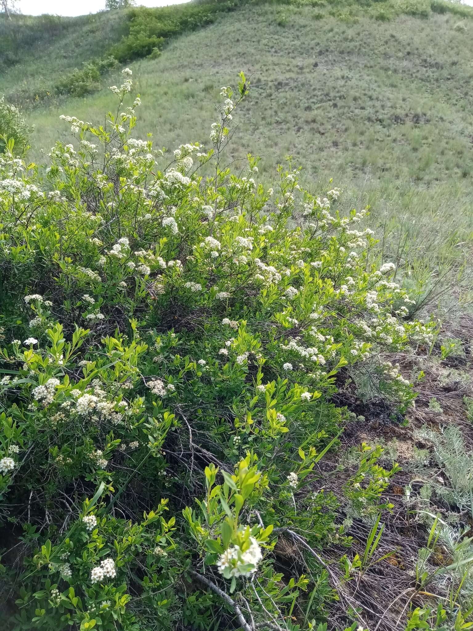 Image of Spiraea crenata L.