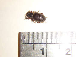 Image of Cribrate Weevil