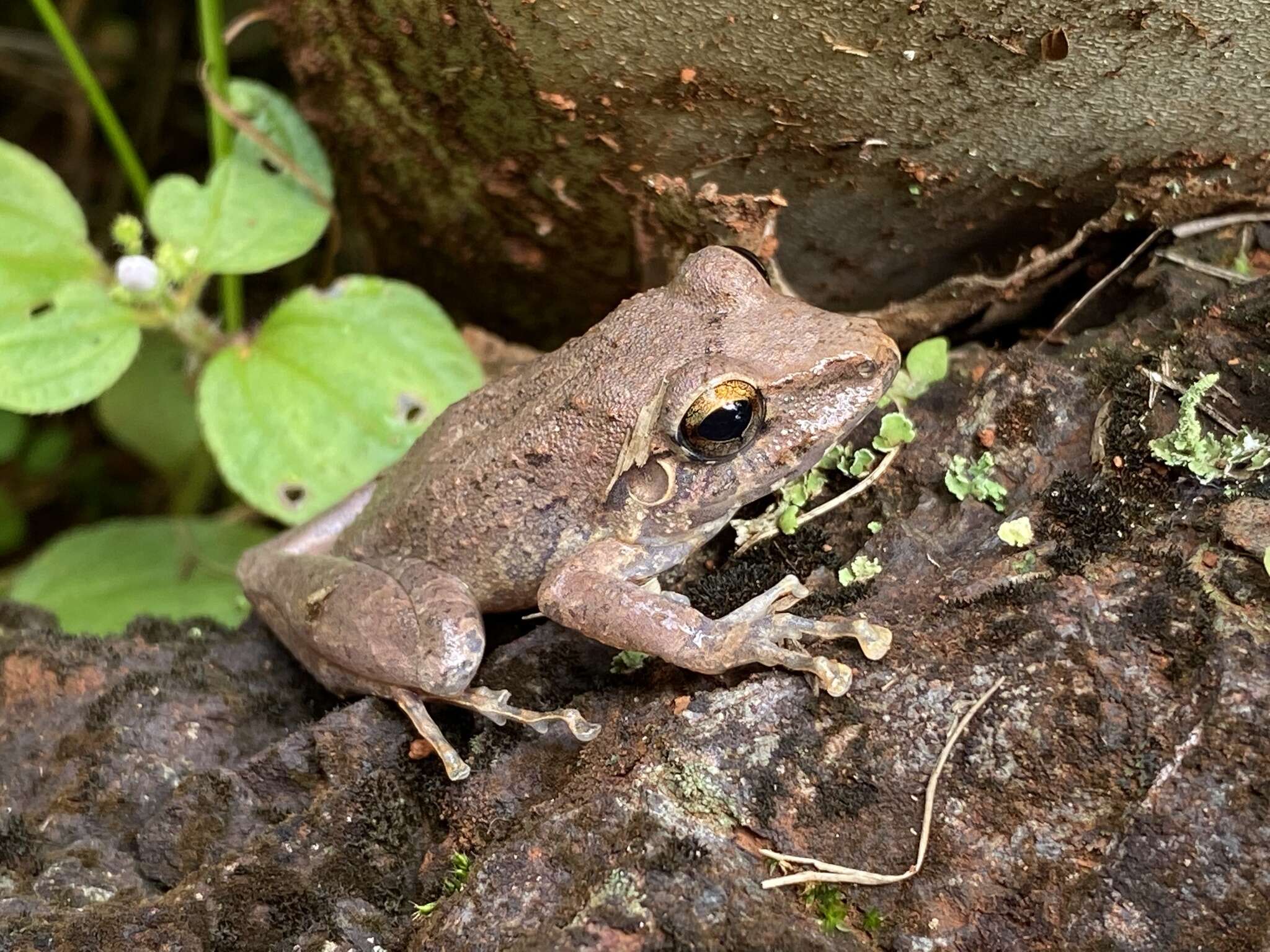 Image of Pristimantis fenestratus (Steindachner 1864)