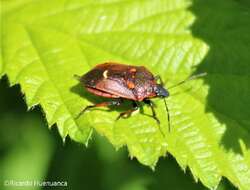 Parajalla sanguineosignata (Spinola) Spinola resmi