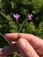 Image de Epilobium brachycarpum Presl