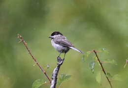 Image of Sombre Tit