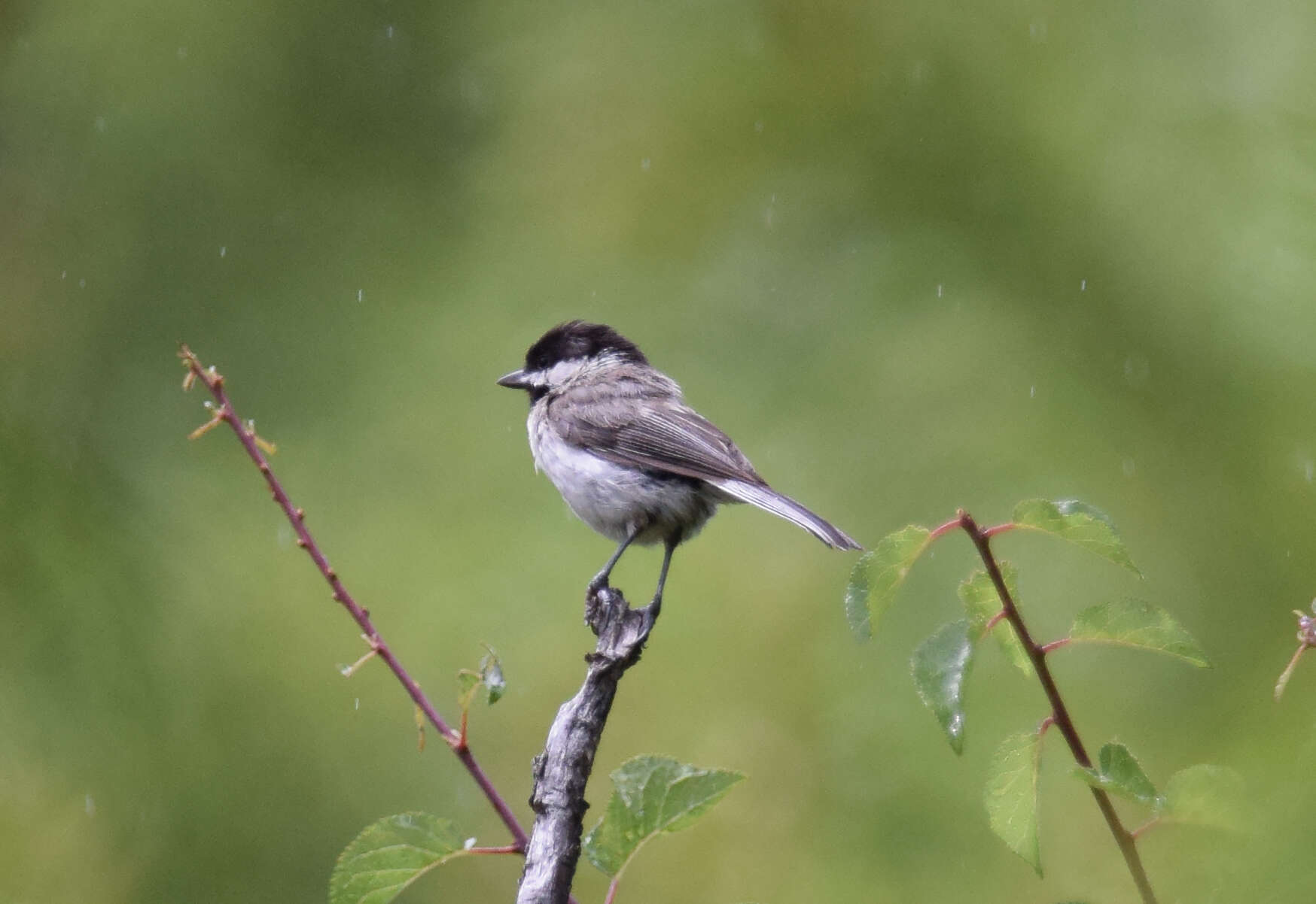 Image of Sombre Tit