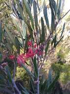 Imagem de Grevillea oleoides Sieber ex Schult.