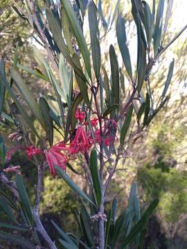 Image of Grevillea oleoides Sieber ex Schult.