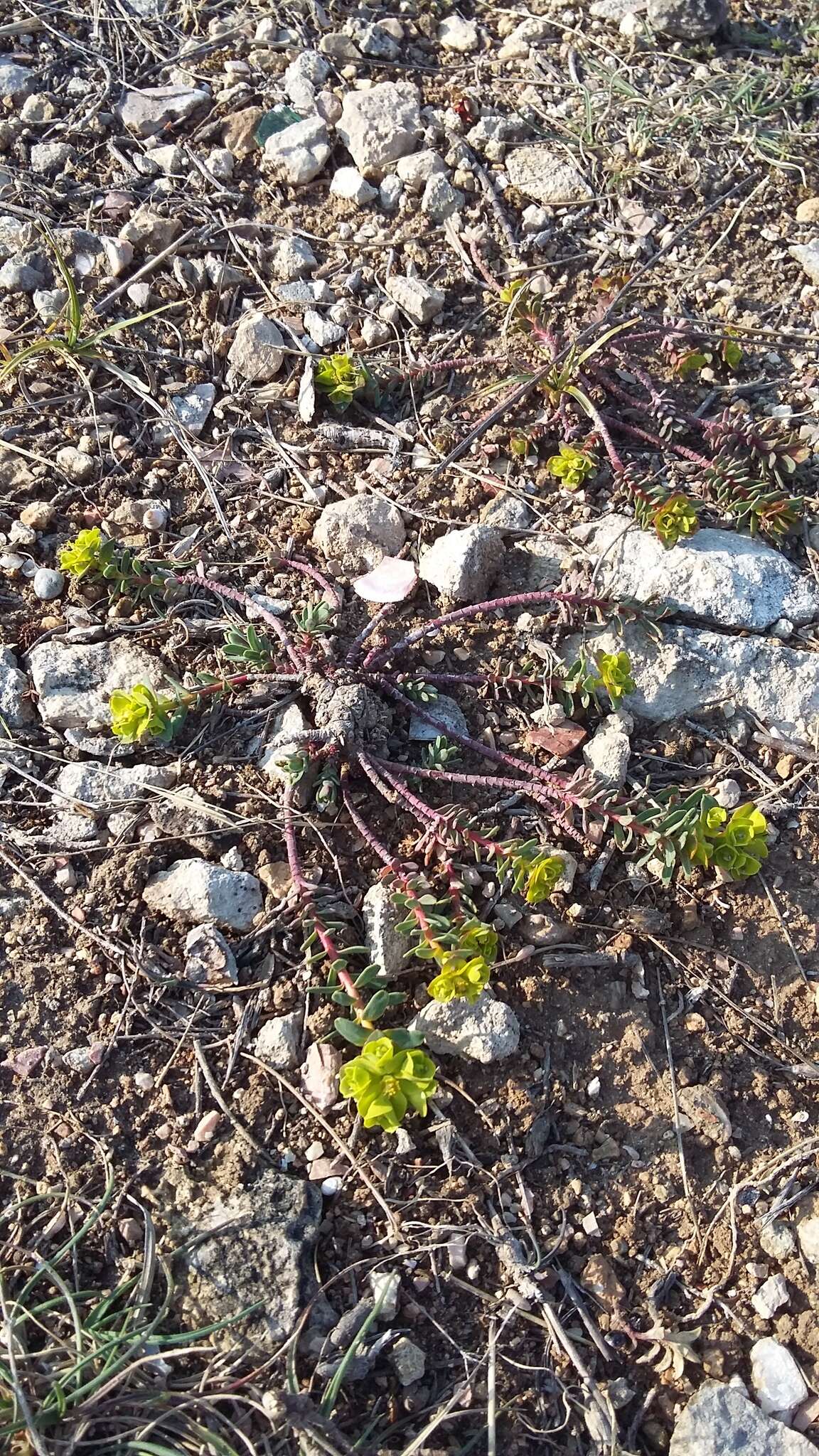 Euphorbia petrophila C. A. Mey. resmi