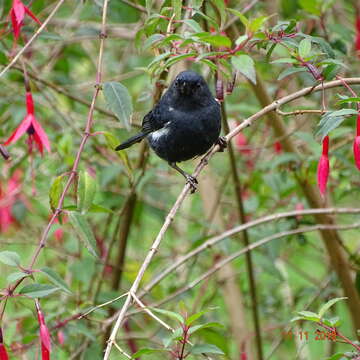 Image of Black Flower-piercer