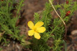 Image of Menodora africana Hook.