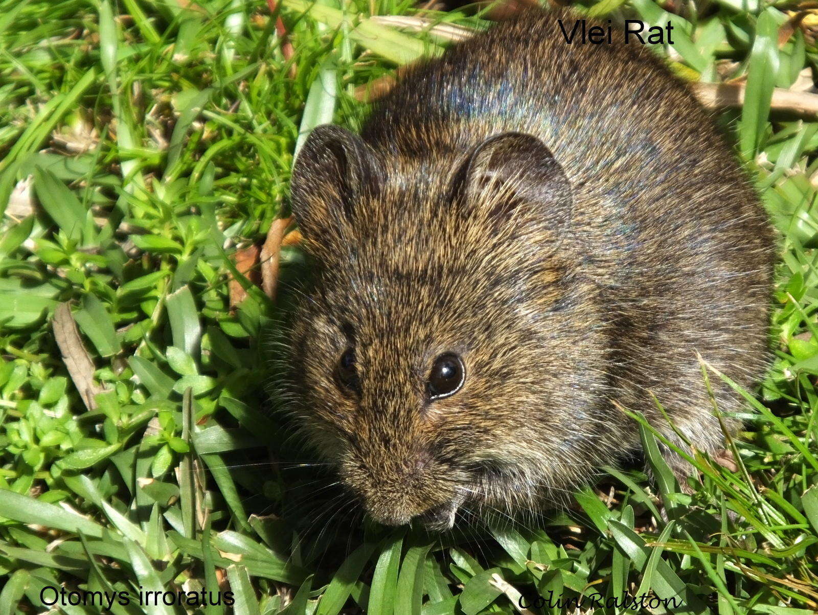 Image of Southern African Vlei Rat