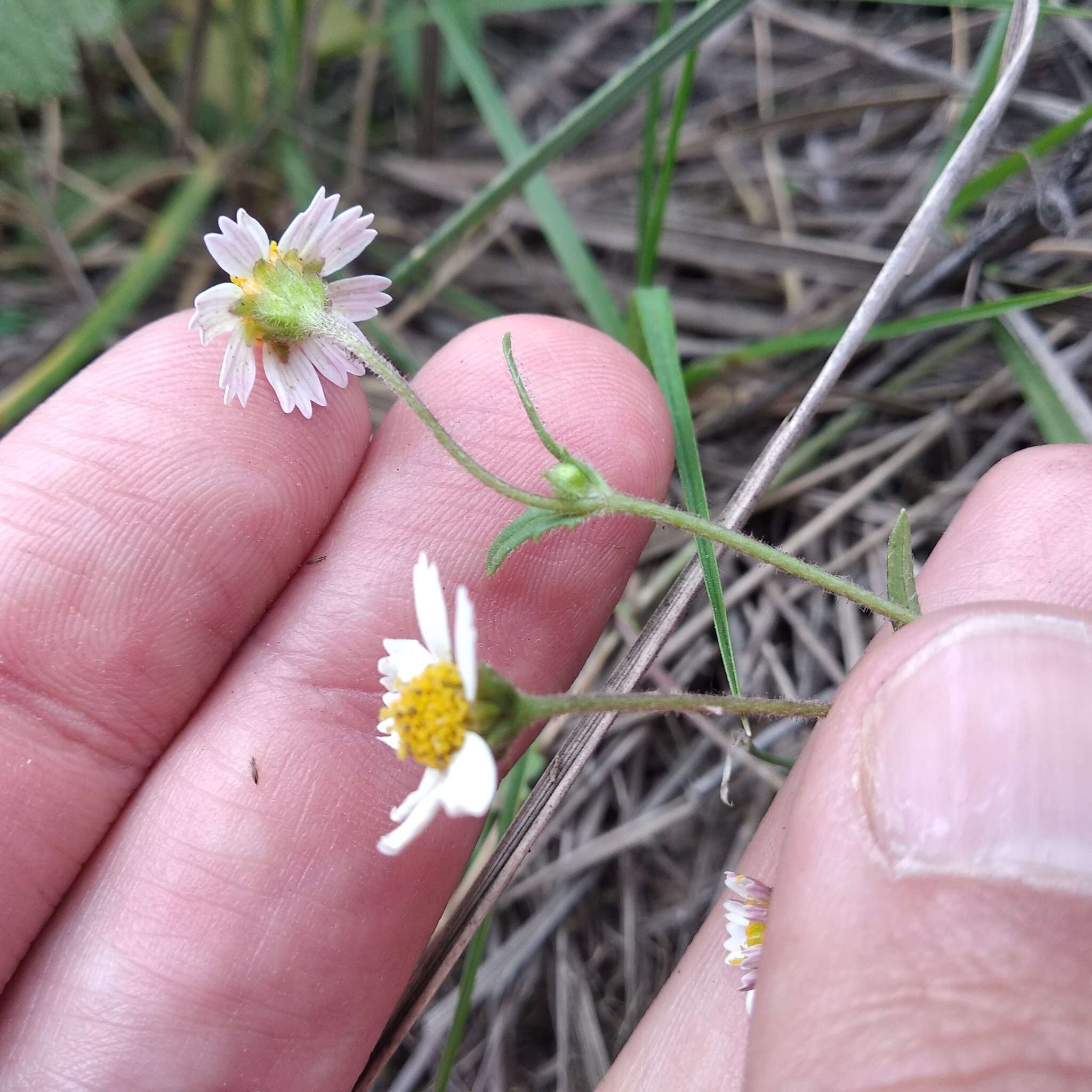 Sabazia humilis Cass. resmi