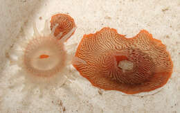 Image of jewel anemone