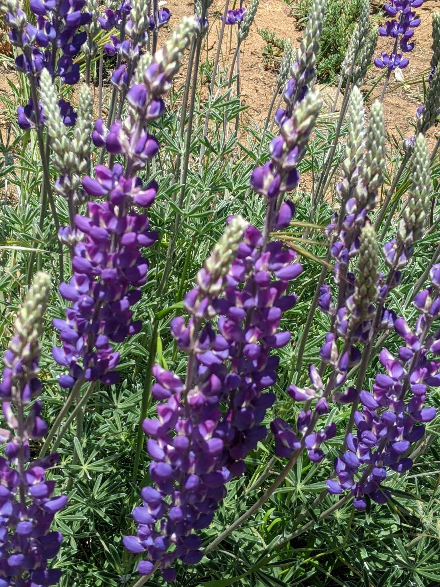 Image of mountain bush lupine