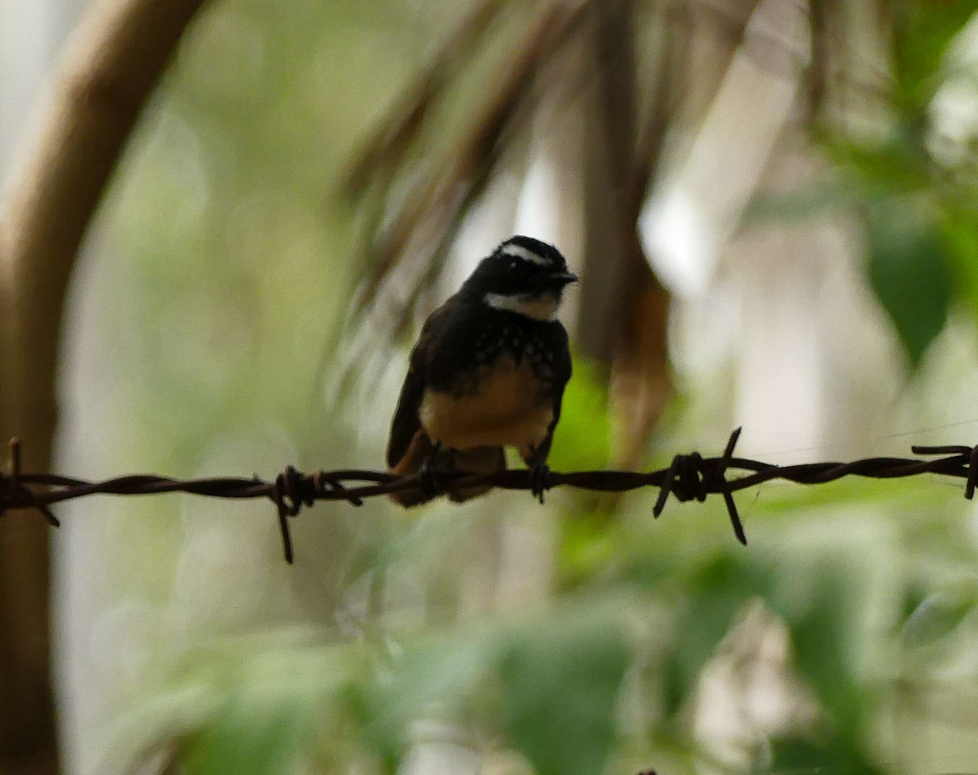 Image of White-spotted Fantail