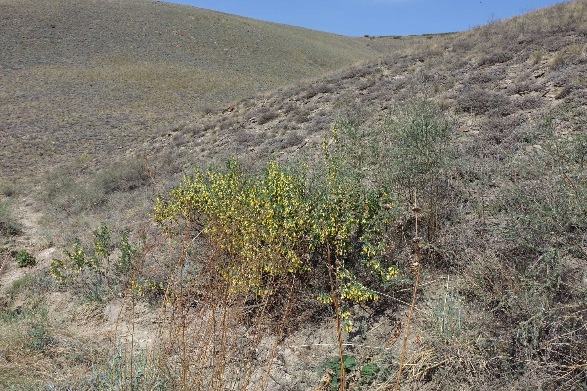 Image of Caragana bungei Ledeb.