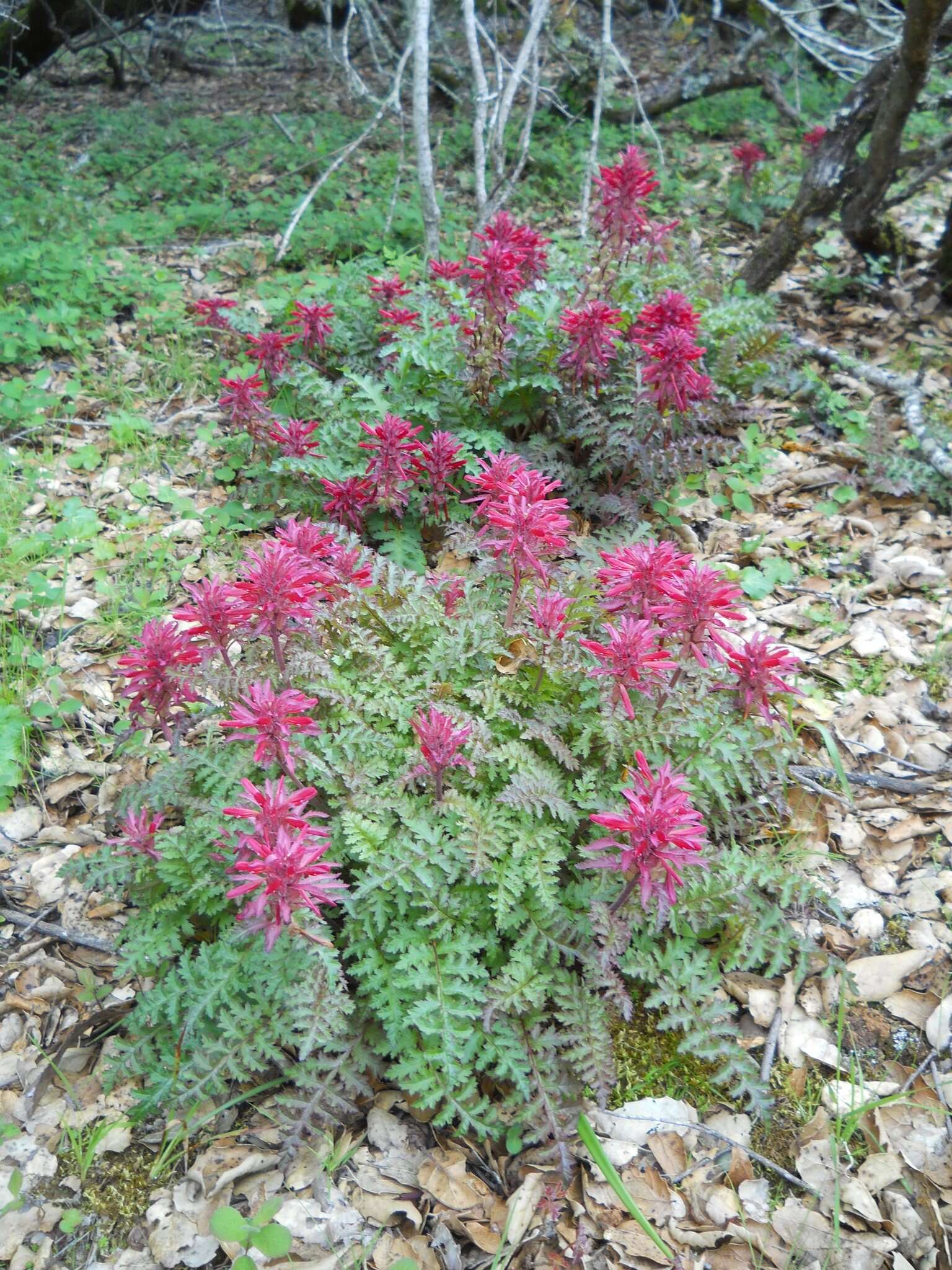 Слика од Pedicularis densiflora Benth.