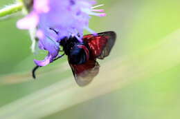 Image of Zygaena cynarae Esper 1789