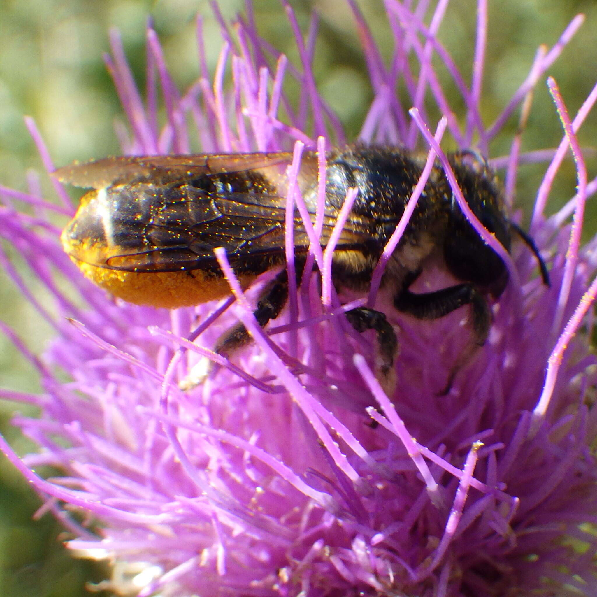 Imagem de Megachile inermis Provancher 1888