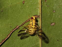 Image of Tritaeniopteron tetraspilotum Hardy 1973