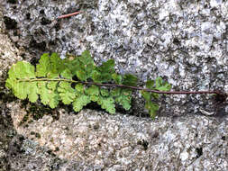 Image of Asplenium foreziense Le Grand ex Magnier