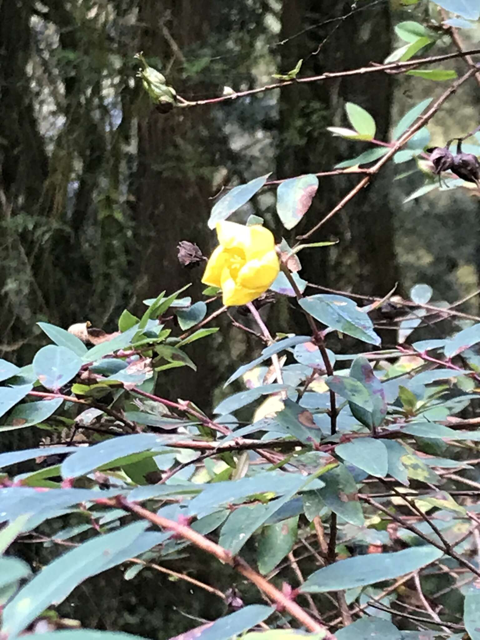 Imagem de Hypericum patulum C. P. Thunberg ex A. Murray