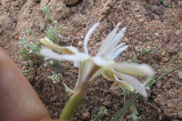 Image of Moraea fugax subsp. filicaulis (Baker) Goldblatt