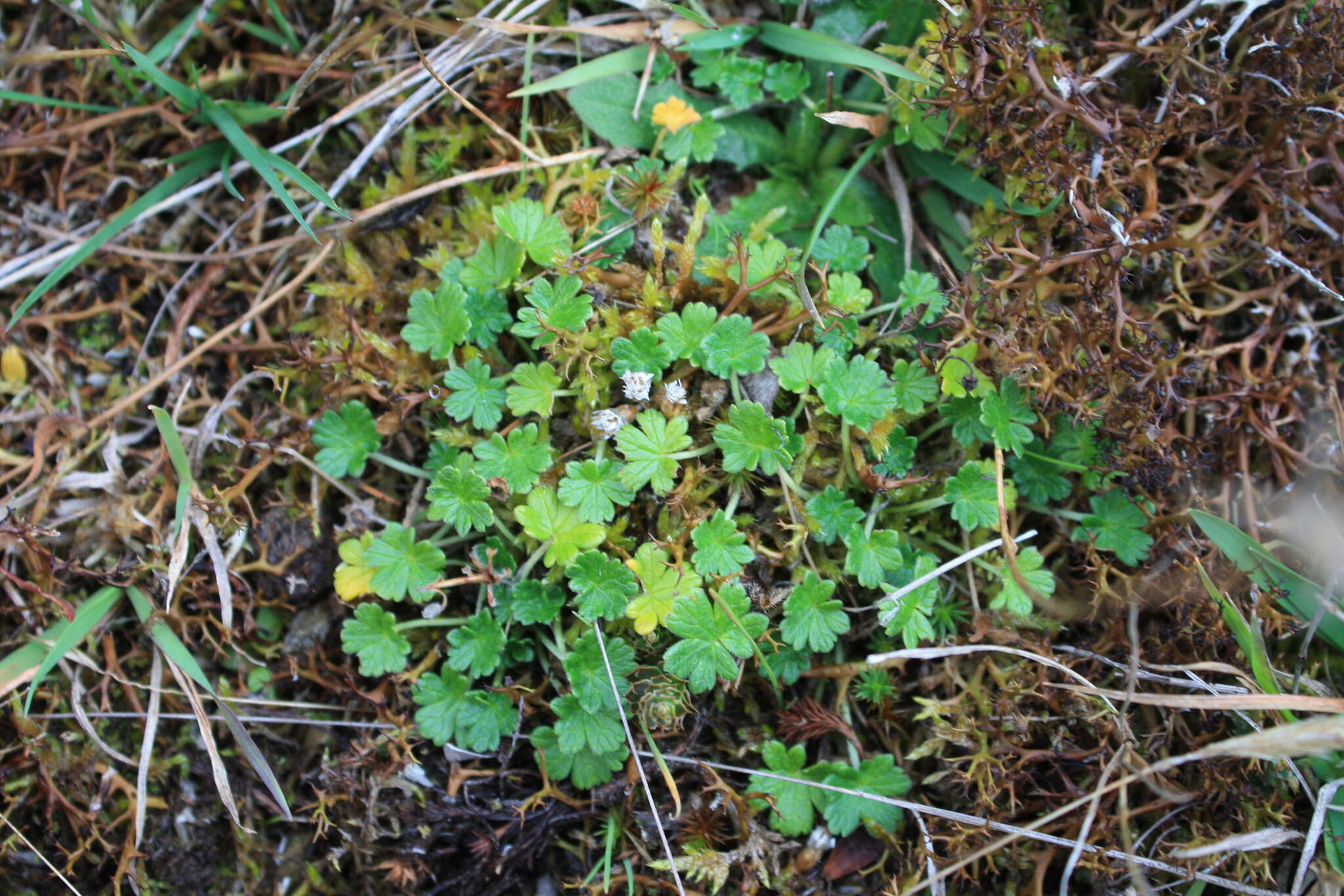 Imagem de Geranium brevicaule Hook.