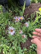 Image of Tall Fleabane