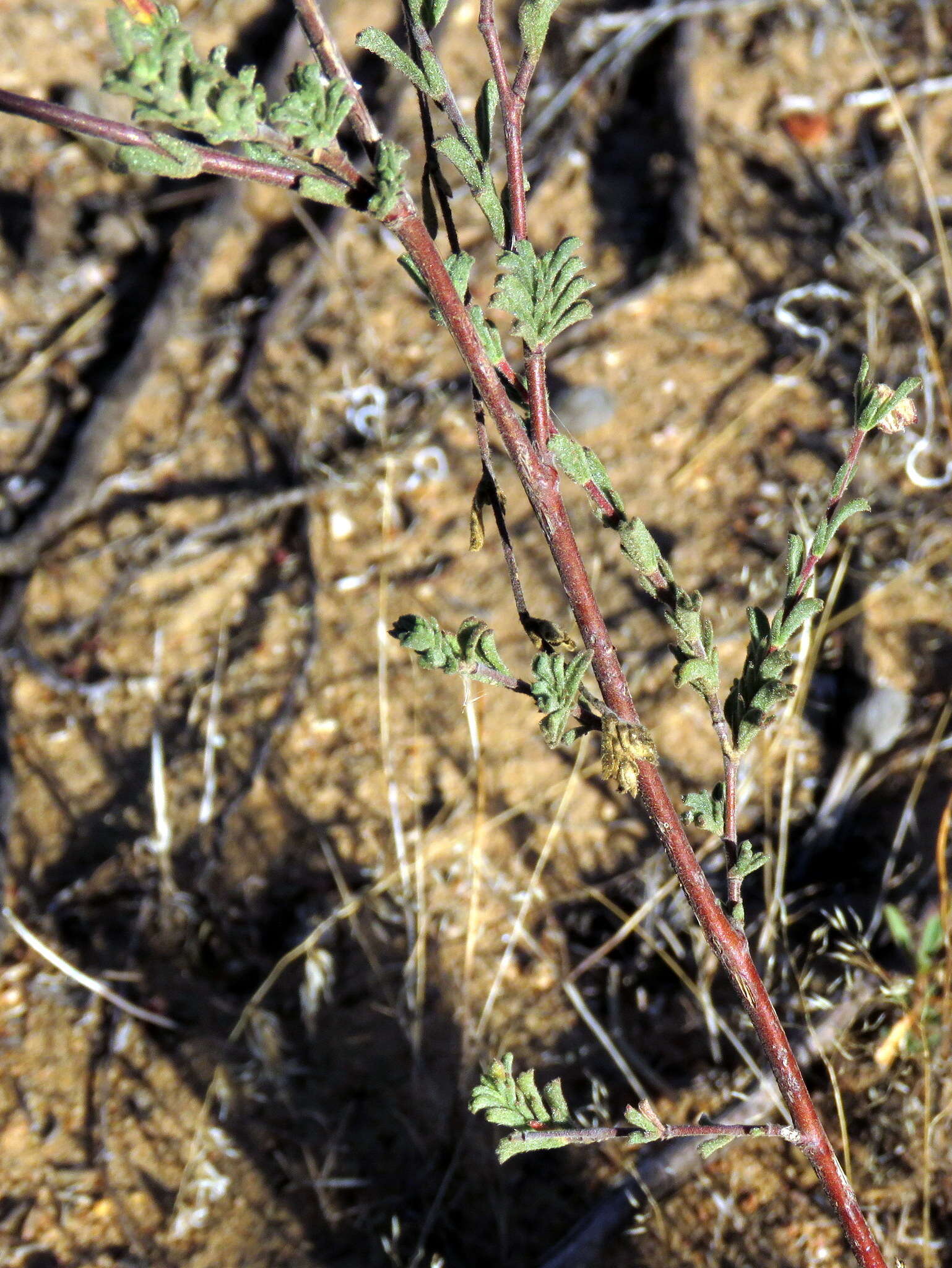 Image of Hermannia flammula Harv.