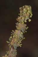 Image of Atriplex glauca subsp. mauritanica (Boiss. & Reut.) Dobignard