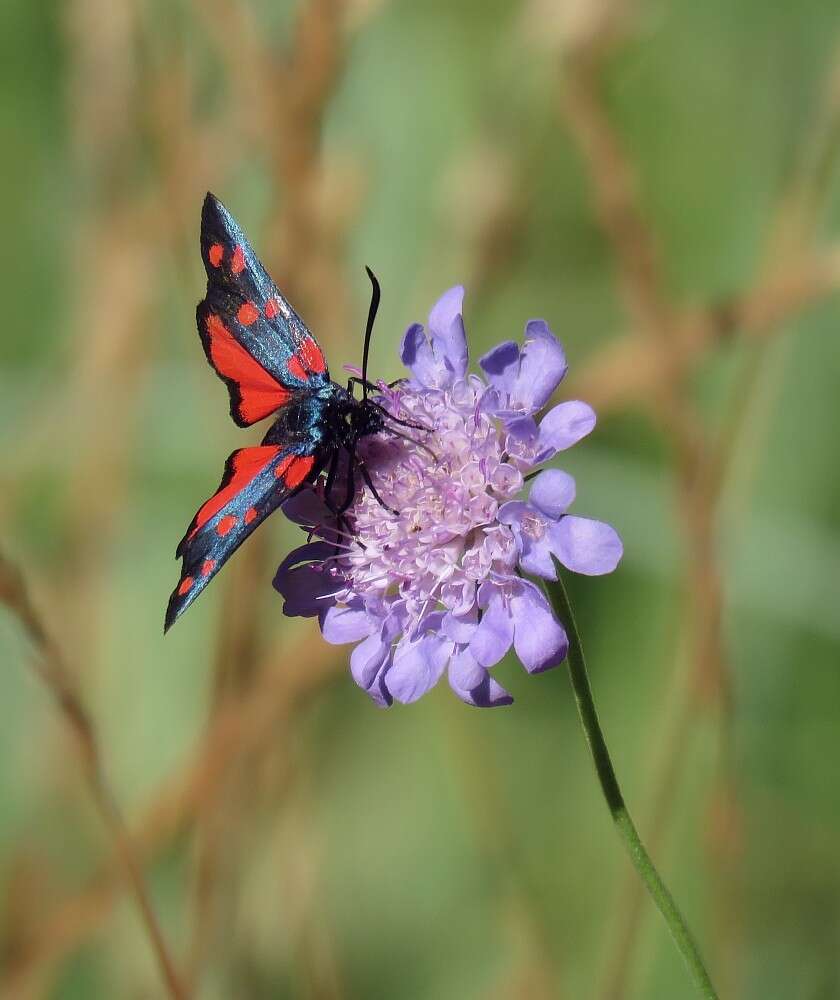 Image of Zygaena angelicae Ochsenheimer 1808