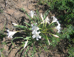 Image de Crinum lugardiae N. E. Br.