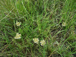 Sivun Asclepias multicaulis (E. Mey.) Schltr. kuva