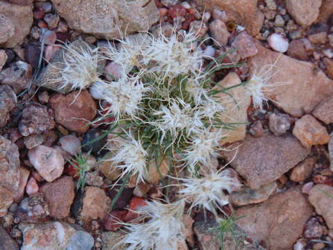 Image of low woollygrass