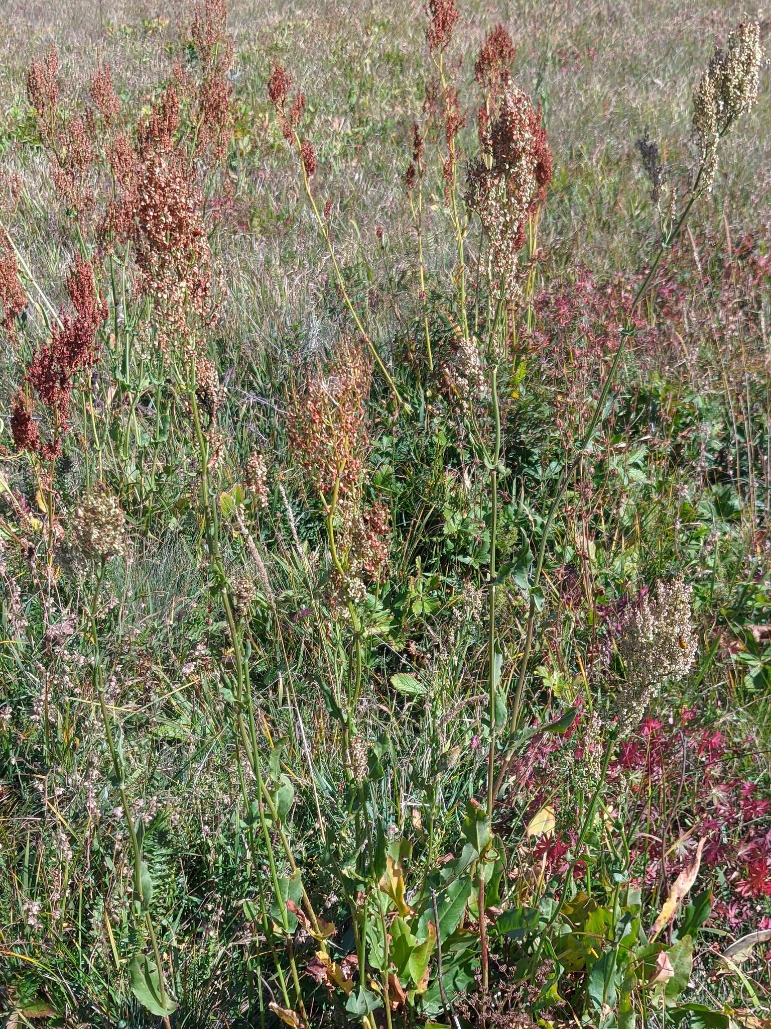 Image of Rumex tuberosus L.