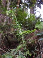 Image of Plagiogyria falcata Copel.