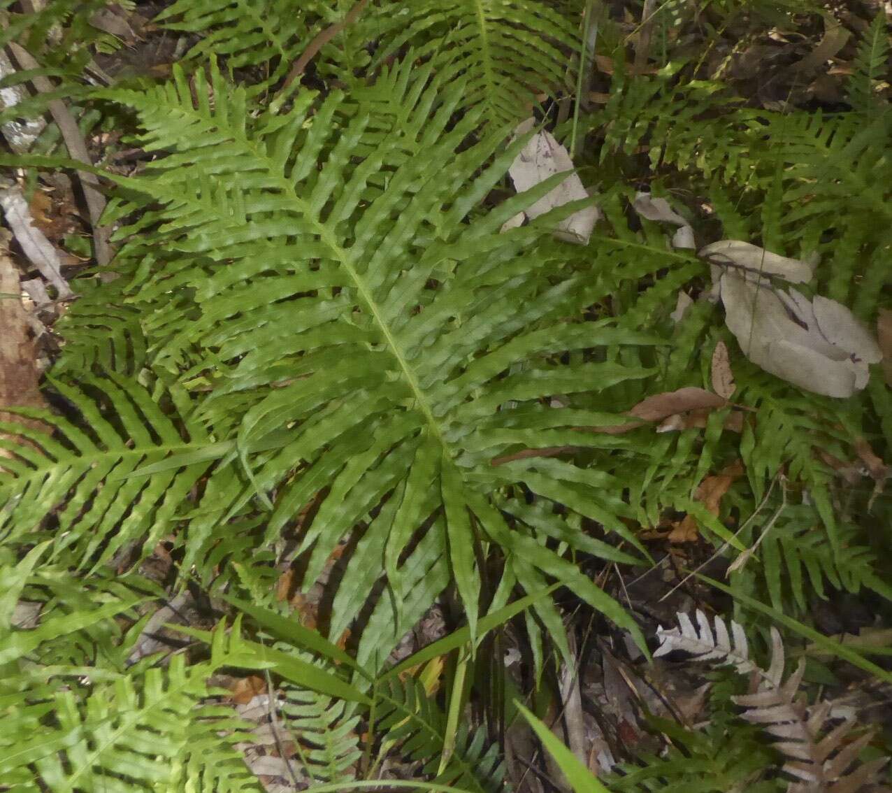 Sivun Oceaniopteris cartilaginea (Sw.) Gasper & Salino kuva