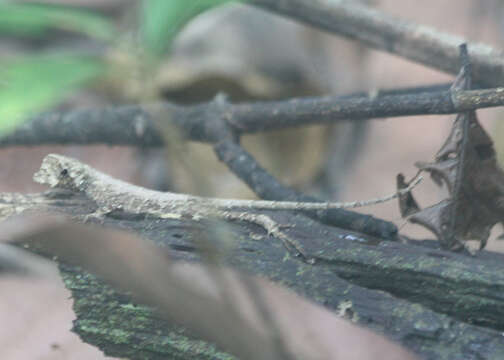 Image of Bighead Anole