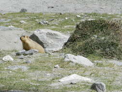 Image of Himalayan Marmot