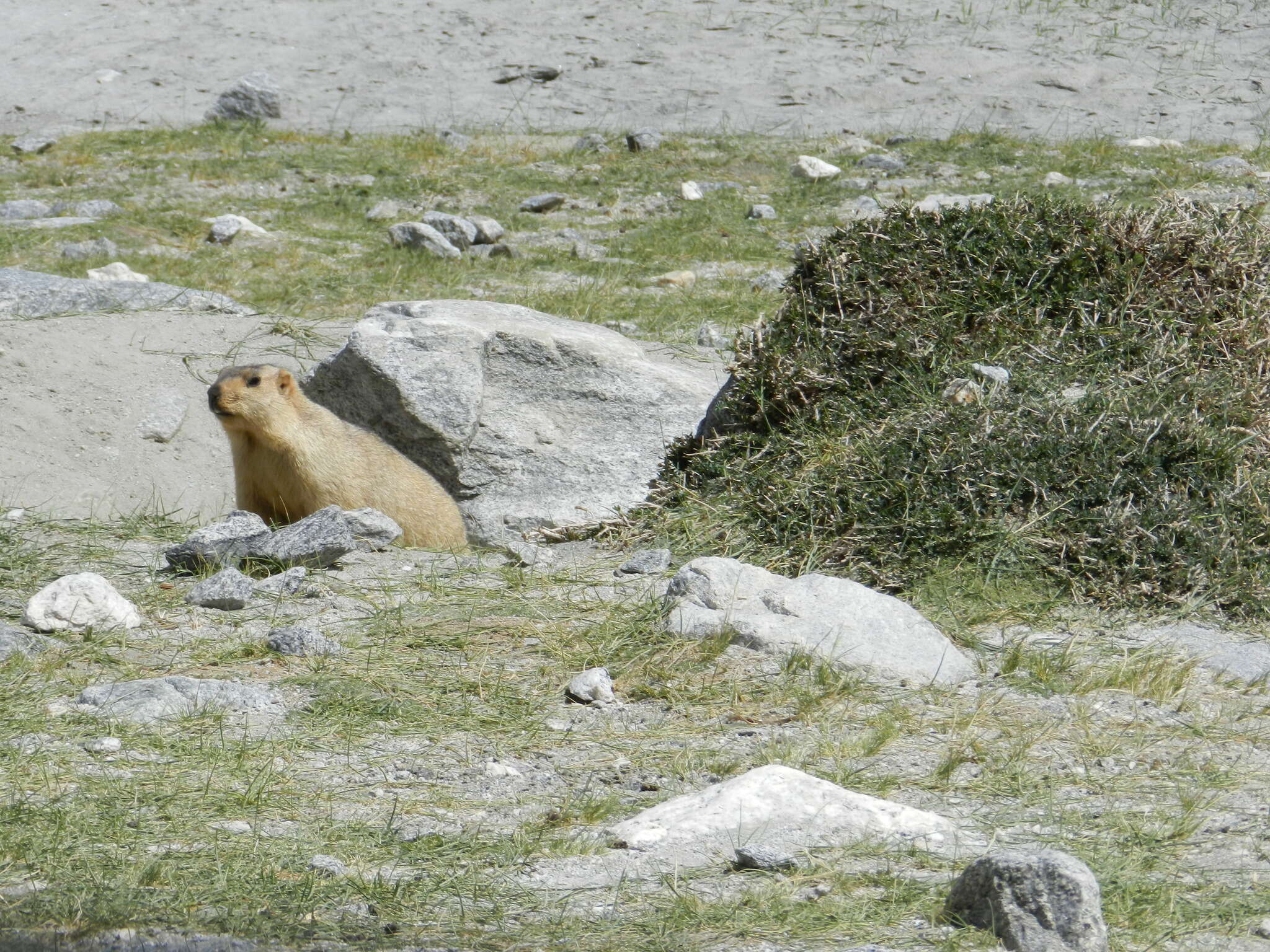 Image of Himalayan Marmot