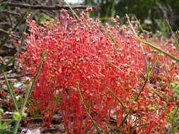 Image of Crassula oblanceolata Schönl. & Baker fil.