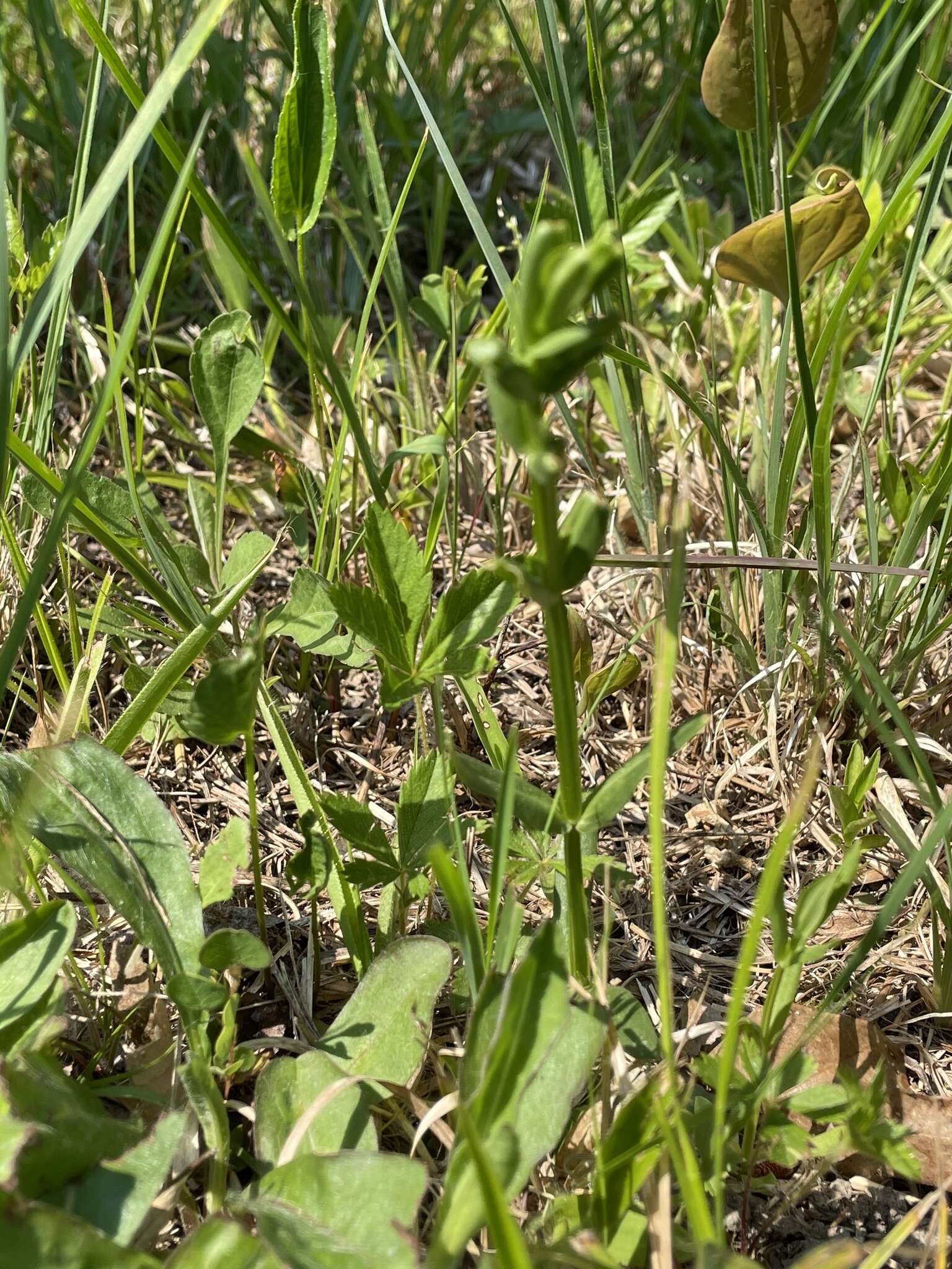 Sabatia quadrangula Wilbur resmi