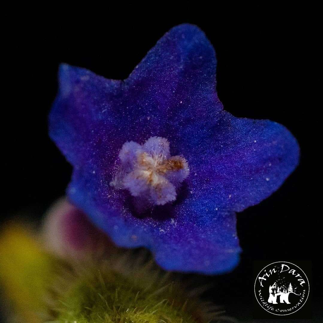 Anchusa hybrida Ten.的圖片