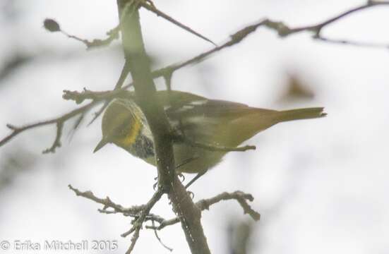 Image of Black-throated Green Warbler