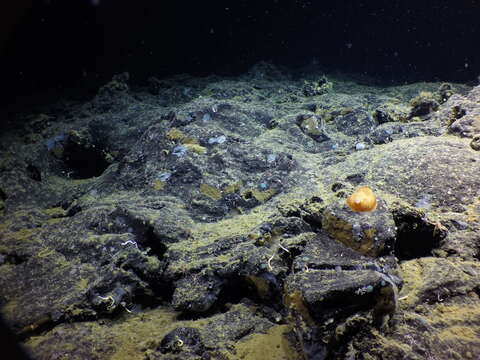 Image of scaled sea cucumber