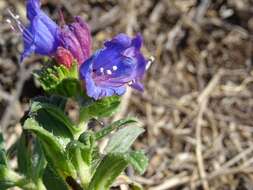 Plancia ëd Echium rosulatum subsp. davaei (Rouy) Coutinho