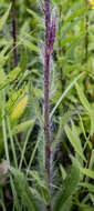 Image of hairy hawkweed