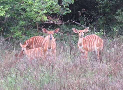 Image of Nyala